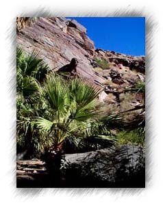 Looking up at the shear cliffs of the canyons.