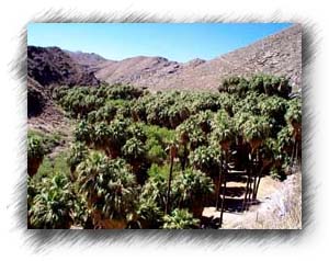 Looking at the green of the palms against the barron hills.