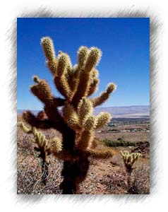 A little green in a brown landscape, a cactus.