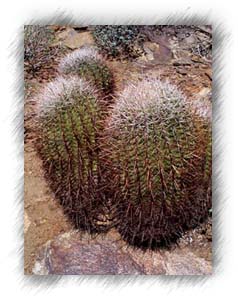 A barrel type cactus.