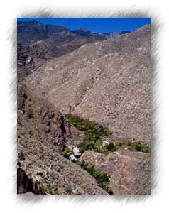 An oasis of palms deep in Andreas Canyon.